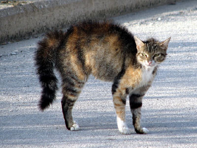 Καθησυχασμός για αντιδράσεις ζώων στην Κυψέλη